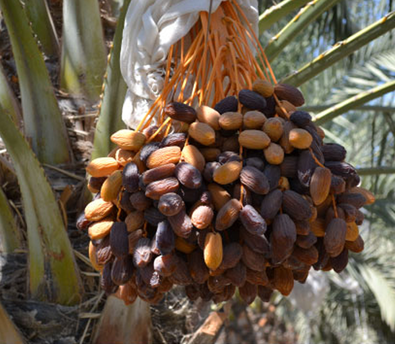 Dates2